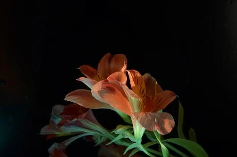 Spring flowers Stock Photos