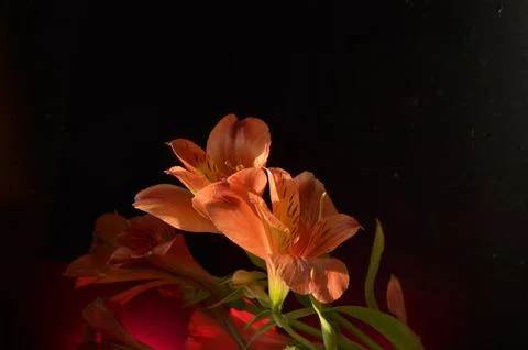 Spring flowers Stock Photos