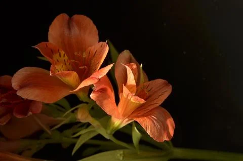 Spring flowers Stock Photos
