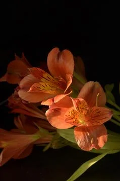 Spring flowers Foto stock