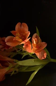 Spring flowers Stock Photos