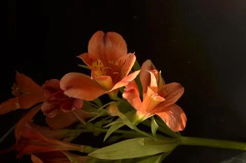 Spring flowers Stock Photos