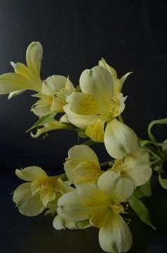 Spring flowers Stock Photos