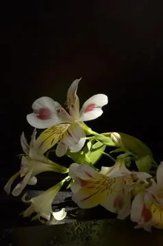 Spring flowers Stock Photos