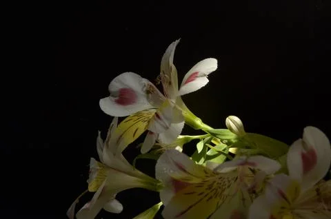 Spring flowers Stock Photos
