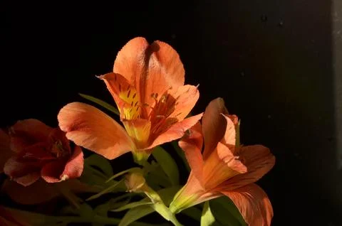 Spring flowers Stock Photos