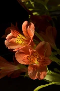 Spring flowers Stock Photos