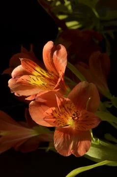 Spring flowers Stock Photos