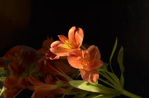 Spring flowers Stock Photos