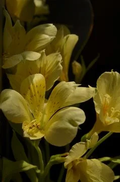 Spring flowers Stock Photos