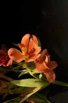 Spring flowers Foto stock