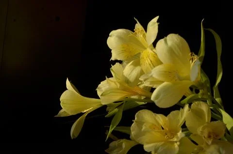 Spring flowers Stock Photos