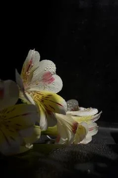 Spring flowers Foto stock