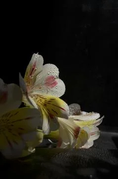 Spring flowers Stock Photos