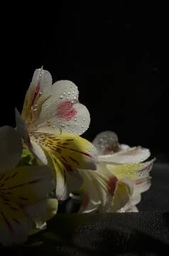 Spring flowers Stock Photos
