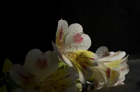 Spring flowers Stock Photos