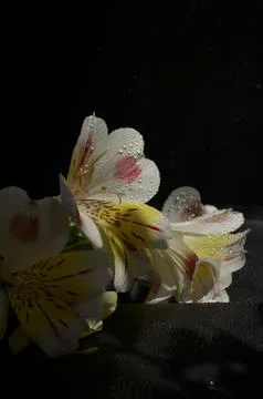 Spring flowers Foto stock