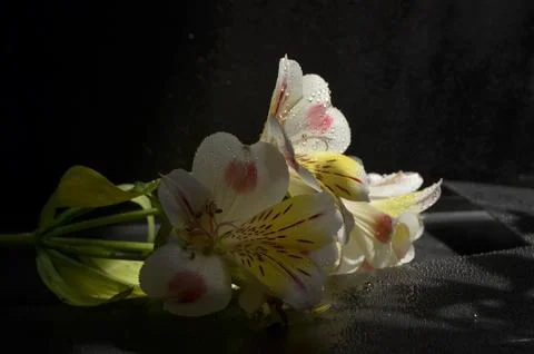 Spring flowers Stock Photos