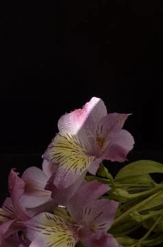 Spring flowers Stock Photos