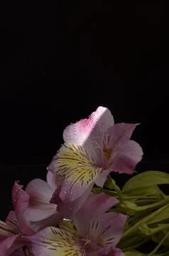 Spring flowers Stock Photos
