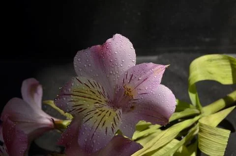 Spring flowers Stock Photos