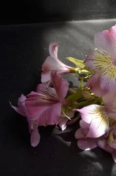 Spring flowers Foto stock