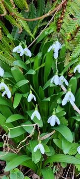 Spring flowers 스톡 사진