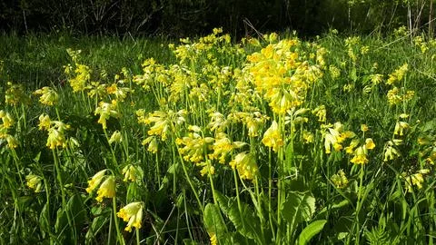 Spring flowers Stock-Fotos