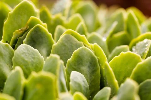 Spring flowers Stock Photos