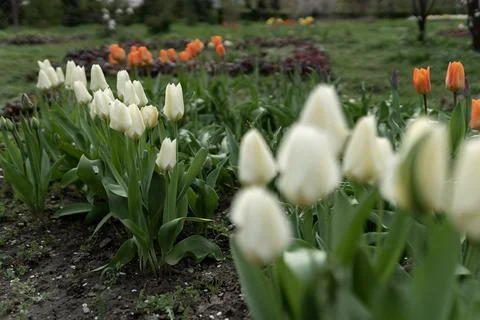 Spring flowers Foto stock