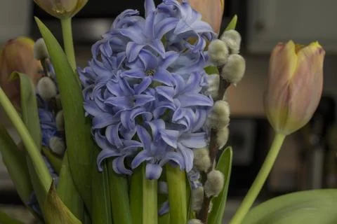 Spring flowers Stock Photos