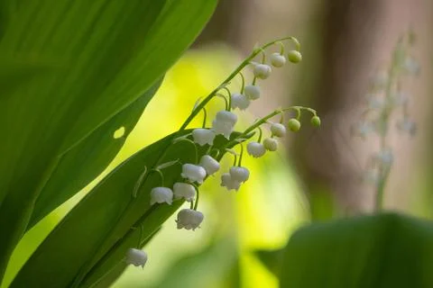 Spring flowers Stock Photos