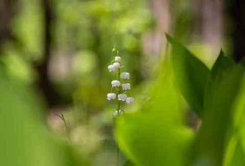 Spring flowers Stock Photos