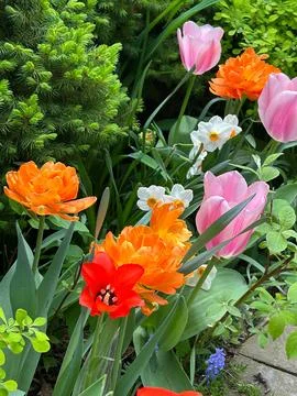 Spring flowers Stock Photos