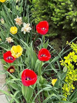 Spring flowers Stock Photos