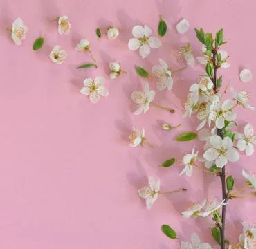 Spring flowers on pink background Free Stock Photos