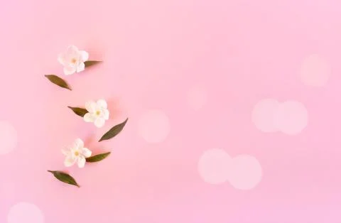 Spring flowers on pink background. Stock Photos