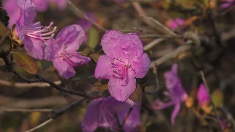 Spring flowers pink Stock Footage 74871815