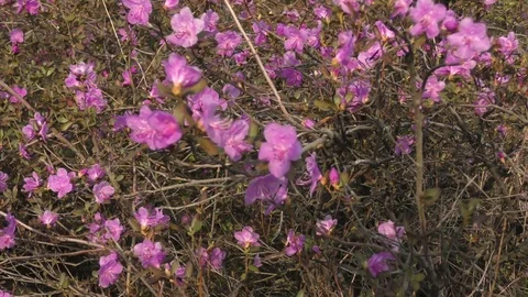 Spring flowers pink Video stock 74872022