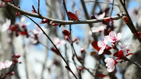 Spring flowers of plum tree Stock Footage 21910354