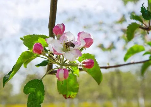 Spring flowers, pollinate slogger bees collect honey Stock Photos