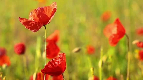 Spring flowers - poppy Stock Footage 7728753