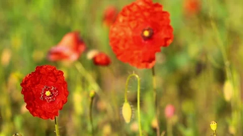 Spring flowers - poppy Stock Footage 7728824