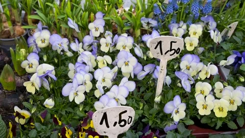 Spring flowers with price tags at display at garden market stall Stockbeeldmateriaal 305510518