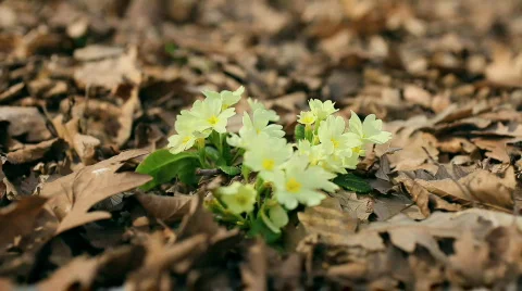 Spring Flowers primrose 04 Stockbeeldmateriaal 659493