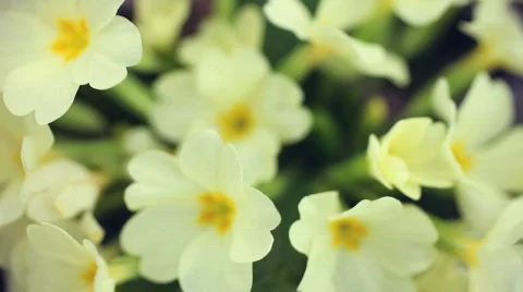 Spring Flowers primrose Stockbeeldmateriaal 659474