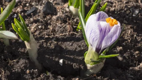 Spring flowers primroses Stock Footage 305570126