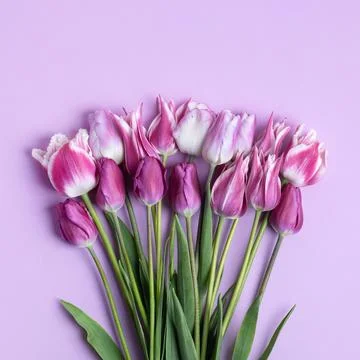 Spring flowers on purple background Stock Photos