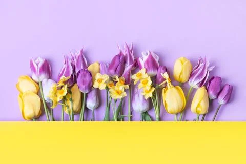 Spring flowers on purple background Stock Photos