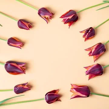 Spring flowers on purple background Stock Photos
